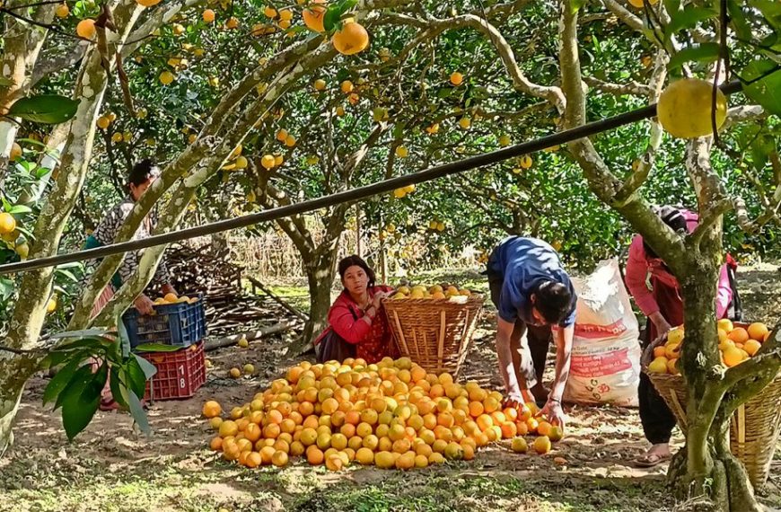 जुनार बेचेरै काठमाडौंमा घर-घडेरी