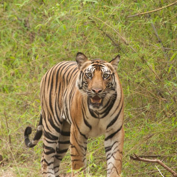 बाघको संख्या बढेर ४२९ पुग्यो, चितवनमा मात्रै १४५
