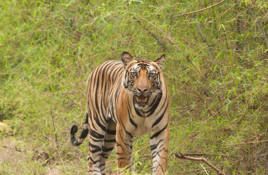 बाघको संख्या बढेर ४२९ पुग्यो, चितवनमा मात्रै १४५