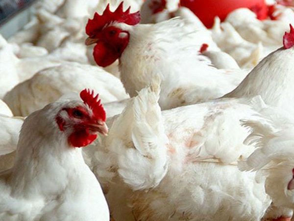 मरेको कुखुराको मासु खाँदा एकै घरका दुई बालकको मृत्यु, २ जना गम्भीर बिरामी