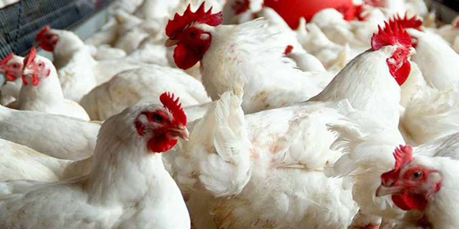 मरेको कुखुराको मासु खाँदा एकै घरका दुई&hellip;