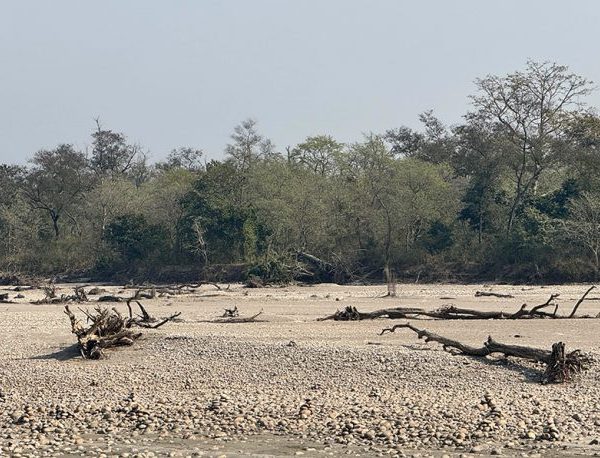 कर्णालीमा हरेक वर्ष बग्छन् करोडौँका काठ