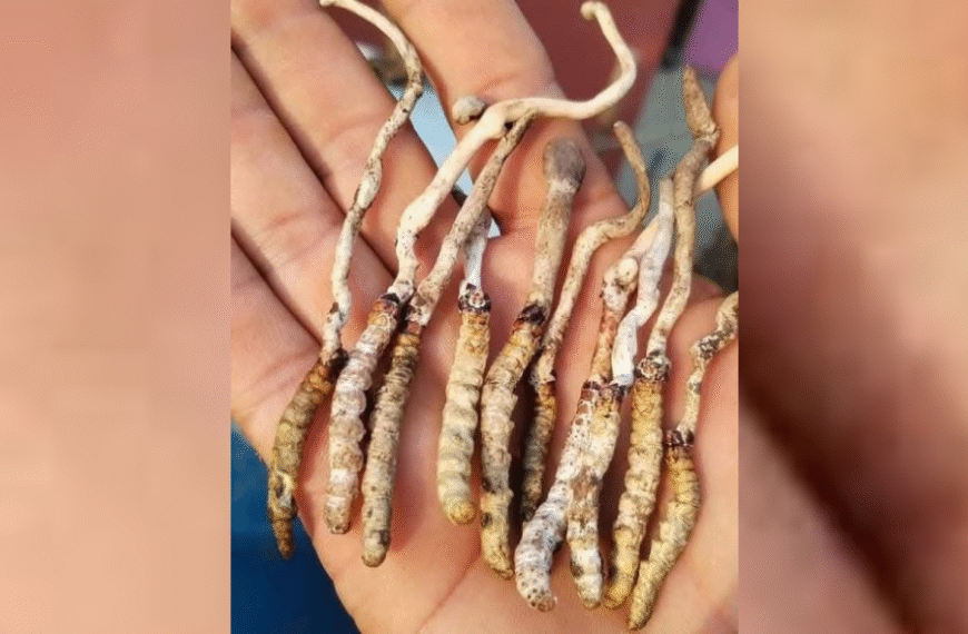 अनुमतिविना यार्सागुम्बा सङ्कलनमा गएका २५ जना नियन्त्रणमा