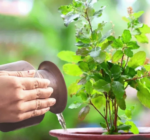 आज हरिबोधिनी एकादशी  : तुलसीको व्रत र विशेष पूजा