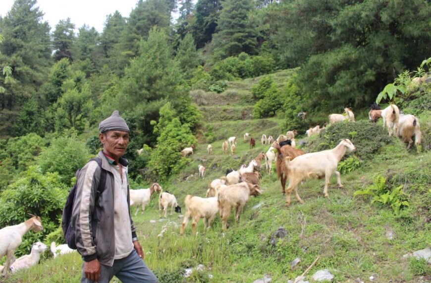 मलेसियामा कम्पनीले धोका दियो, फर्केर बाख्रा पालन थालेपछि मिल्यो सफलता