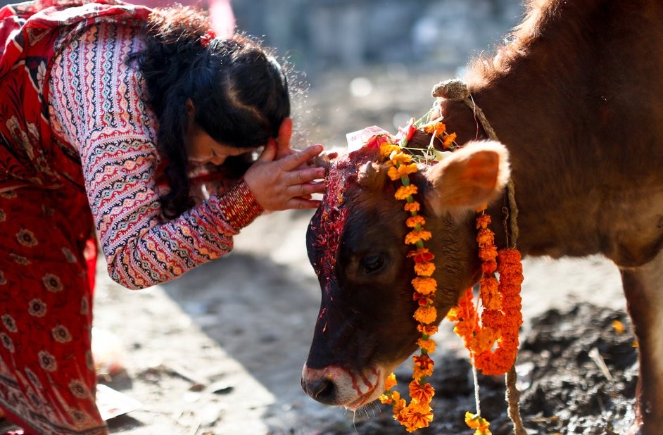 आज गोरु, गोवर्द्धन र हली पूजा गरिँदै