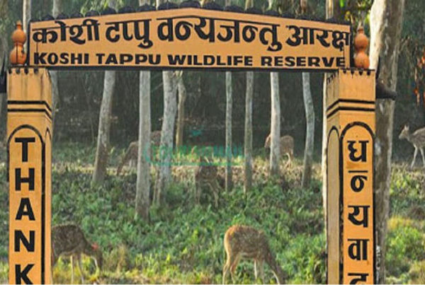 ११ हजार पर्यटक पुगे कोशी टप्पु