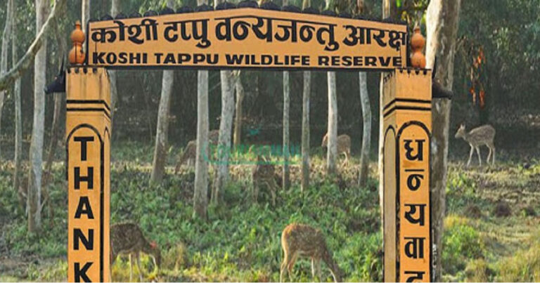 ११ हजार पर्यटक पुगे कोशी टप्पु