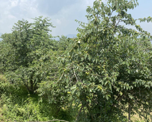 असिनाको असरः ‘बुद्धचित्त’को गुणस्तर खस्कनेमा किसानको चिन्ता