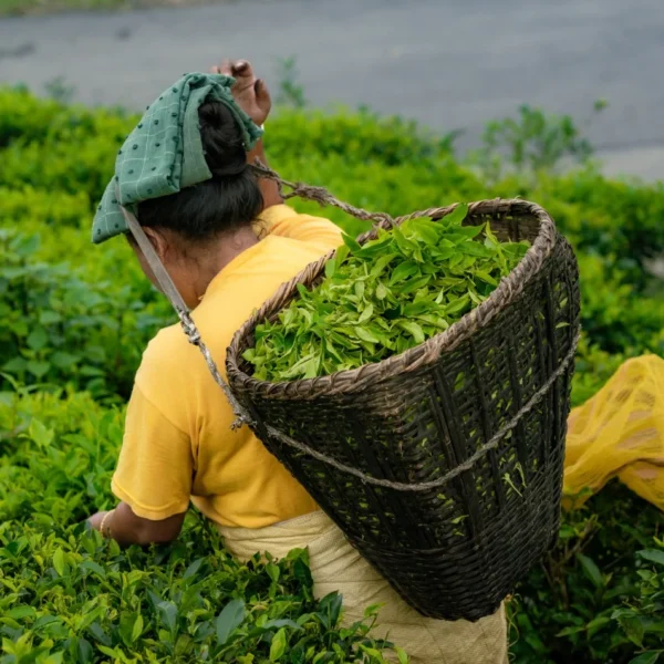 भारतीय अवरोधका कारण नेपाली चिया निर्यात&hellip;