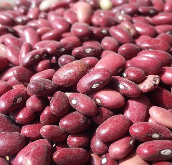 जुम्लामा तीन हजार ६७१ मेट्रिकटन सिमी उत्पादन