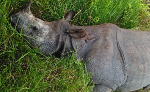 एक वर्षमा २२ गैँडा मरे