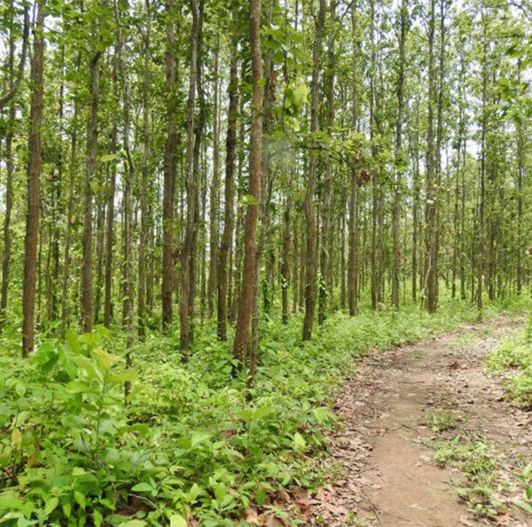 हुम्लामा जडीबुटी संकलन गर्न गएका मुगुका एक जनाको मृत्यु, नौ जना बेपत्ता