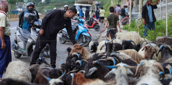 दसैँका लागि पोखरा भित्रिन थाले हिमाली क्षेत्रका भेडा–च्याङ्ग्रा